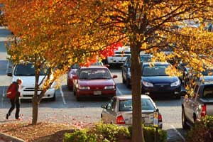 Parking lot in the fall
